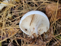 Clitocybe