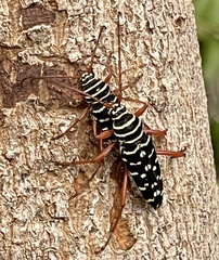 Placosternus erythropus