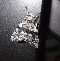 Panthea acronyctoides