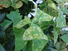 Puccinia oxalidis