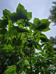 Catalpa