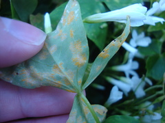 Puccinia oxalidis