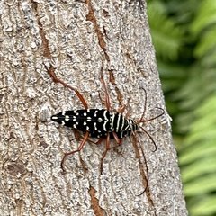 Placosternus erythropus