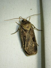 Pseudohermonassa tenuicula