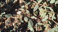 Euphorbia abramsiana