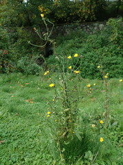 Picris hieracioides