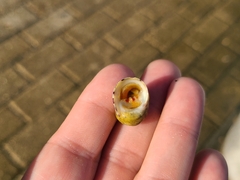 Nerita peloronta