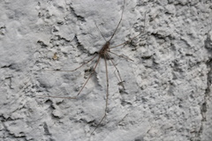 Pholcidae
