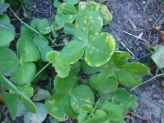 Puccinia oxalidis