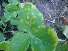 Puccinia oxalidis