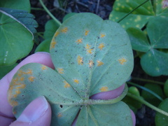 Puccinia oxalidis