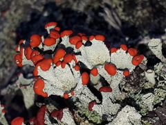 Cladonia pleurota