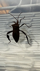 Acanthocephala femorata