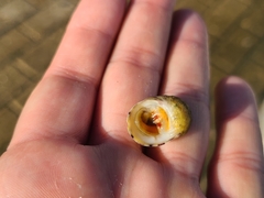 Nerita peloronta