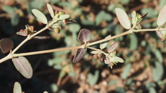 Euphorbia abramsiana