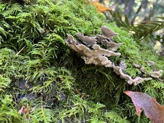 Thelephora terrestris
