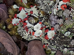 Cladonia pleurota