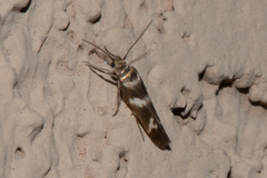 Scythris trivinctella