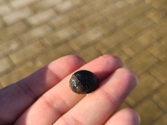 Nerita fulgurans