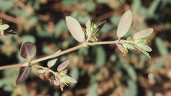 Euphorbia abramsiana