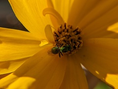 Augochlora pura