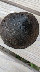 Trichaleurina tenuispora