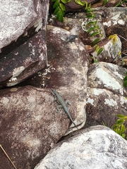 Tropidurus