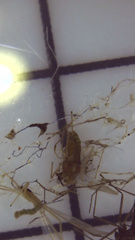Acyrthosiphon