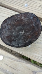 Trichaleurina tenuispora