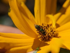 Augochlora pura