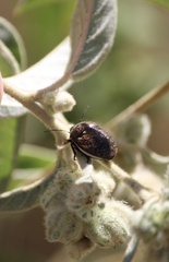 Orsilochides guttata