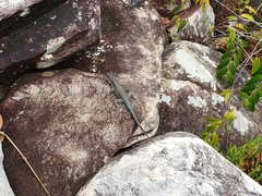 Tropidurus