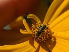 Augochlora pura