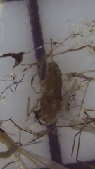 Acyrthosiphon