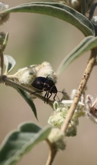 Orsilochides guttata