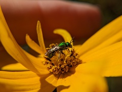 Augochlora pura