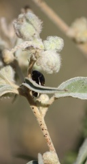 Orsilochides guttata