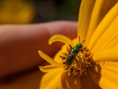 Augochlora pura