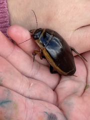Dytiscus harrisii