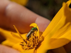Augochlora pura