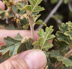 Rhus trilobata
