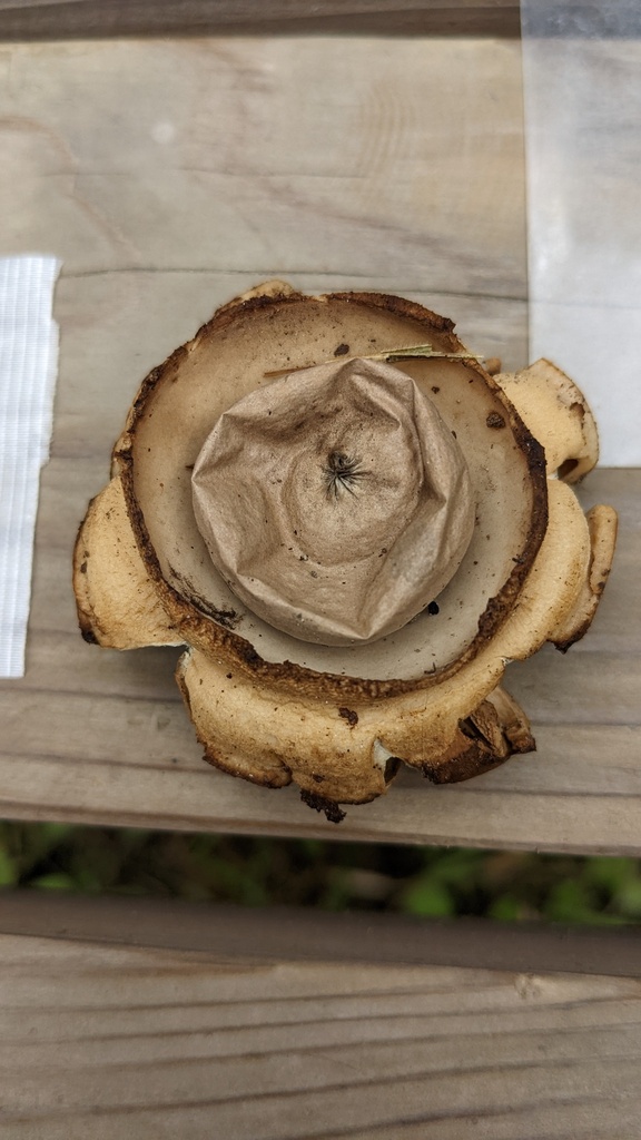Geastrum triplex · October 2022 · photo: © atsushi_nakajima_cirque (iNaturalist, cc-by)