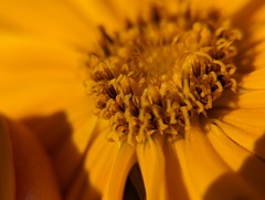 Coreopsis lanceolata