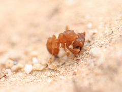 Cyphomyrmex