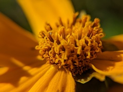 Coreopsis lanceolata