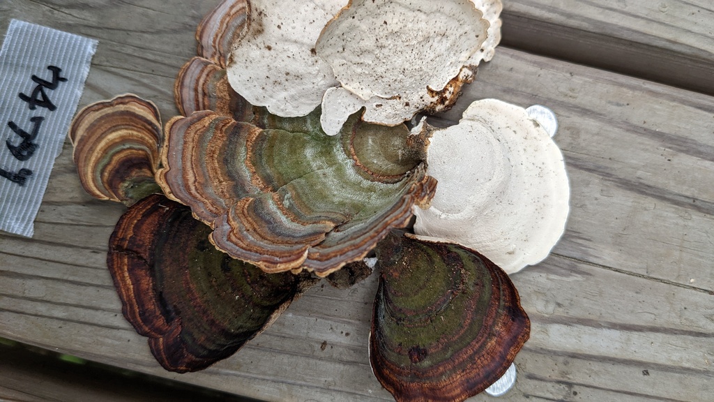 Microporus affinis · October 2022 · photo: © atsushi_nakajima_cirque (iNaturalist, cc-by)