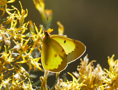 Colias philodice