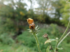Harmonia axyridis