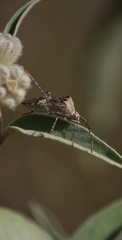 Hypselonotus punctiventris