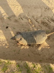 Euphractus sexcinctus